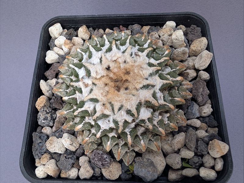 Ariocarpus kotschoubeyanus v. macdowellii