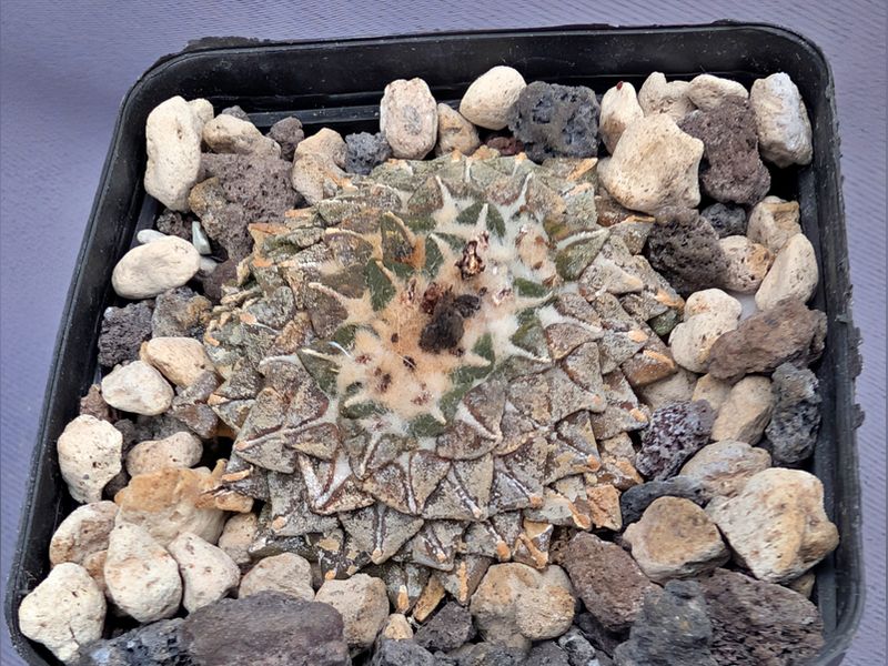 Ariocarpus kotschoubeyanus