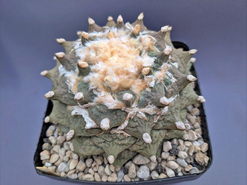 Ariocarpus retusus v. furfuraceus
