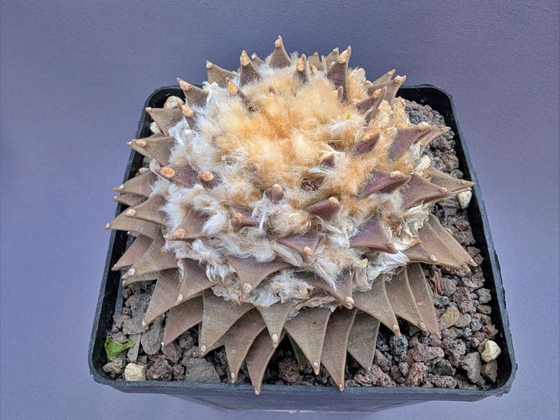Ariocarpus retusus