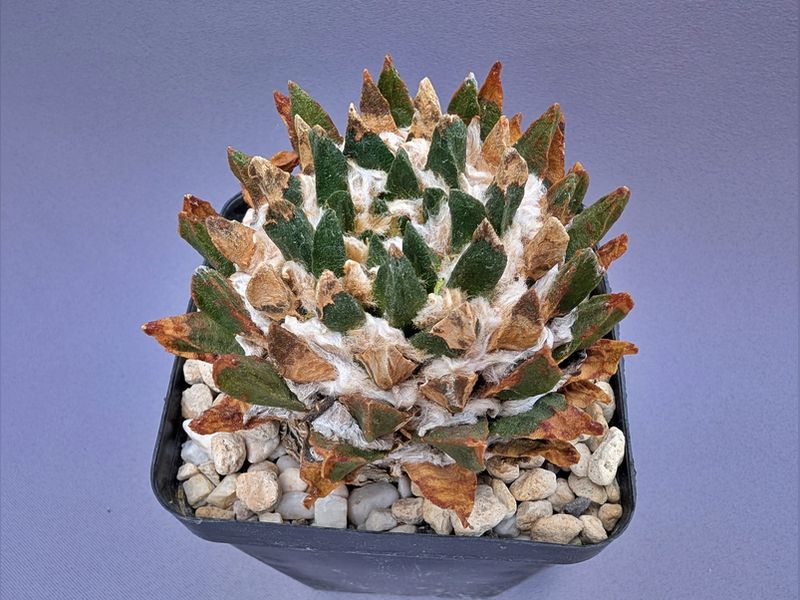 Ariocarpus scapharostrus, tief gepfropft