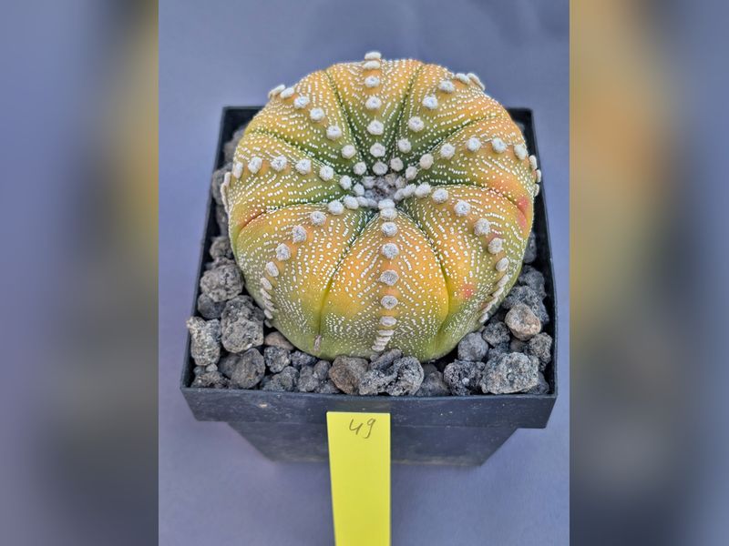 Astrophytum asterias