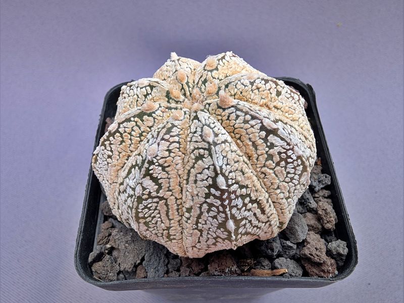 Astrophytum asterias cv. Superkabuto