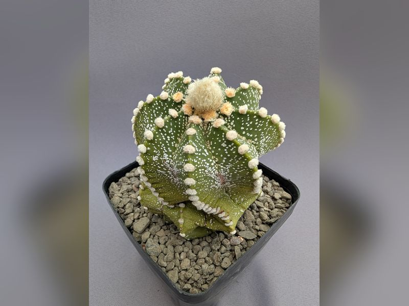 Astrophytum asterias Multihybride