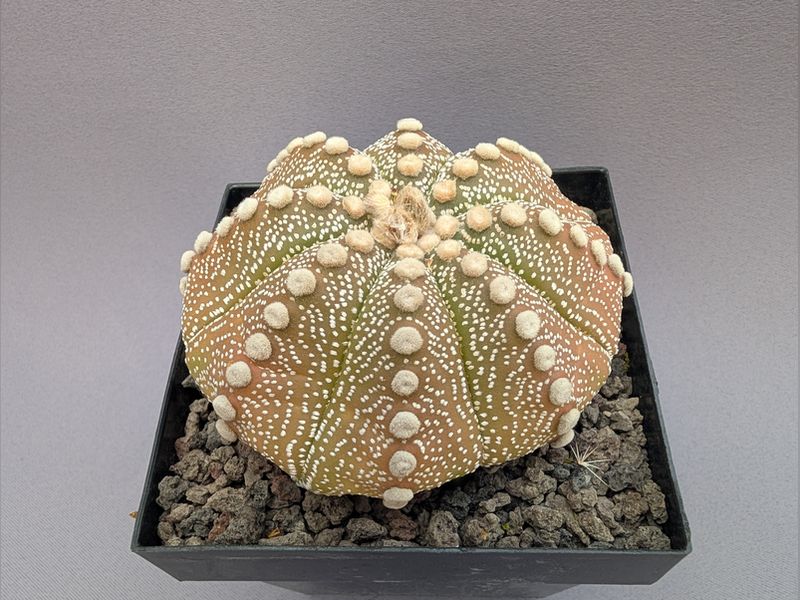 Astrophytum asterias