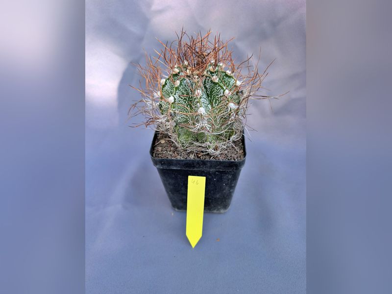 Astrophytum capricorne