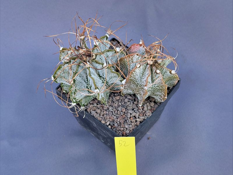 Astrophytum capricorne