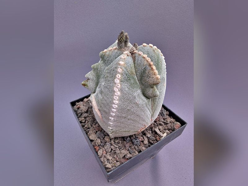 Astrophytum myriostigma v. tricostatum