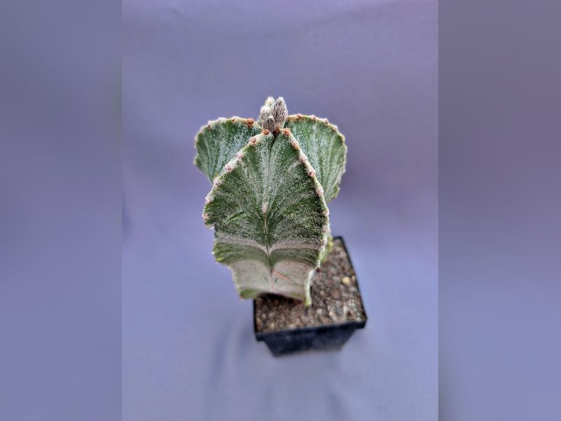 Astrophytum myriostigma