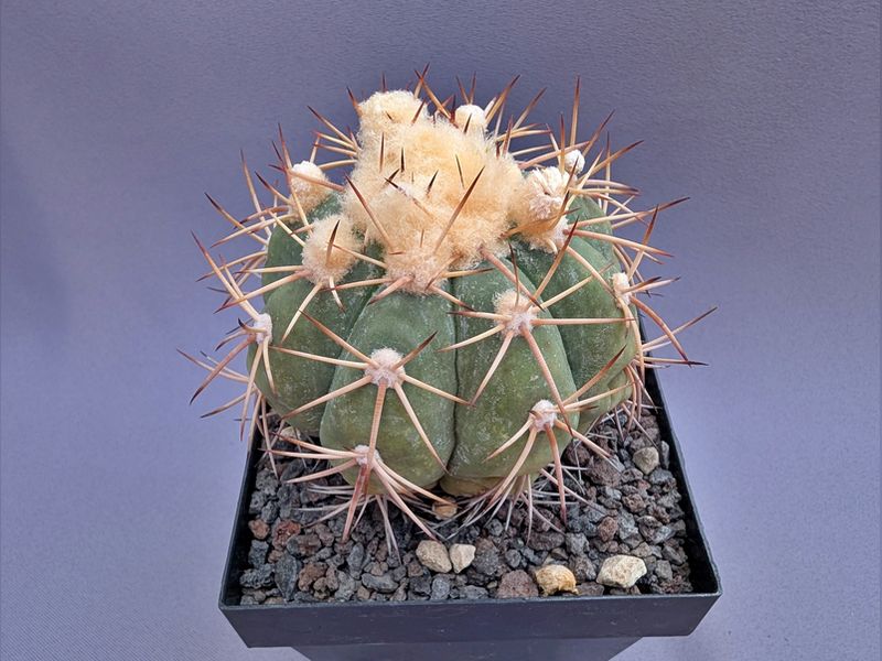 Echinocactus horizonthalonius