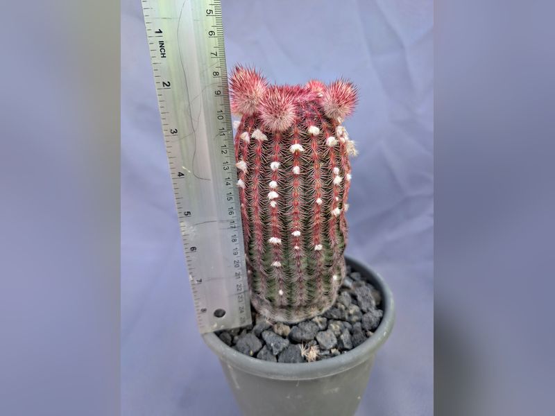 Echinocereus rigidissimus v. rubispinum