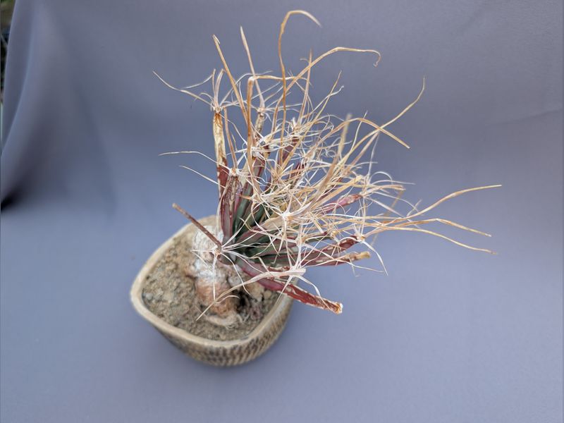 Leuchtenbergia principes