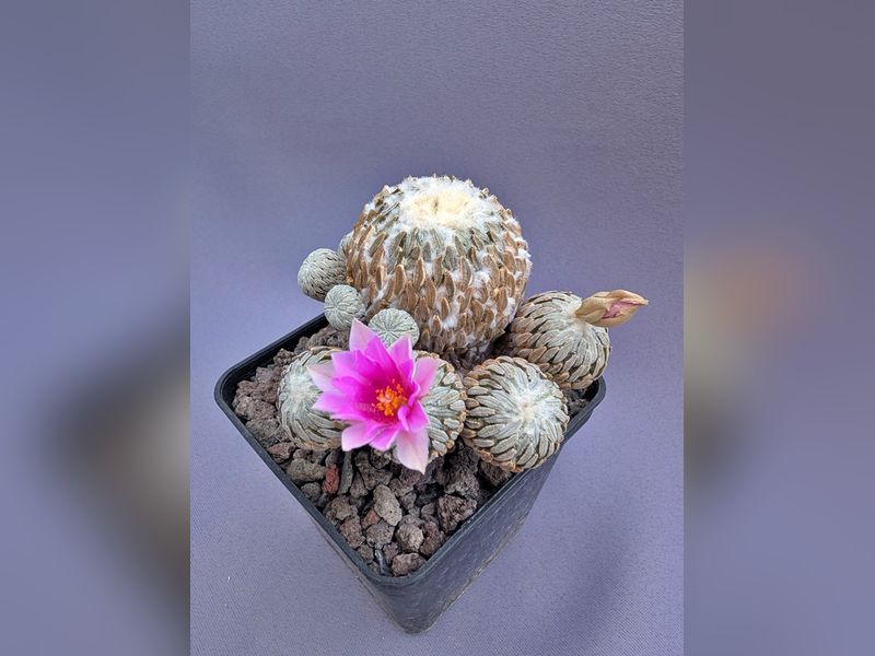 Pelecyphora aselliformis