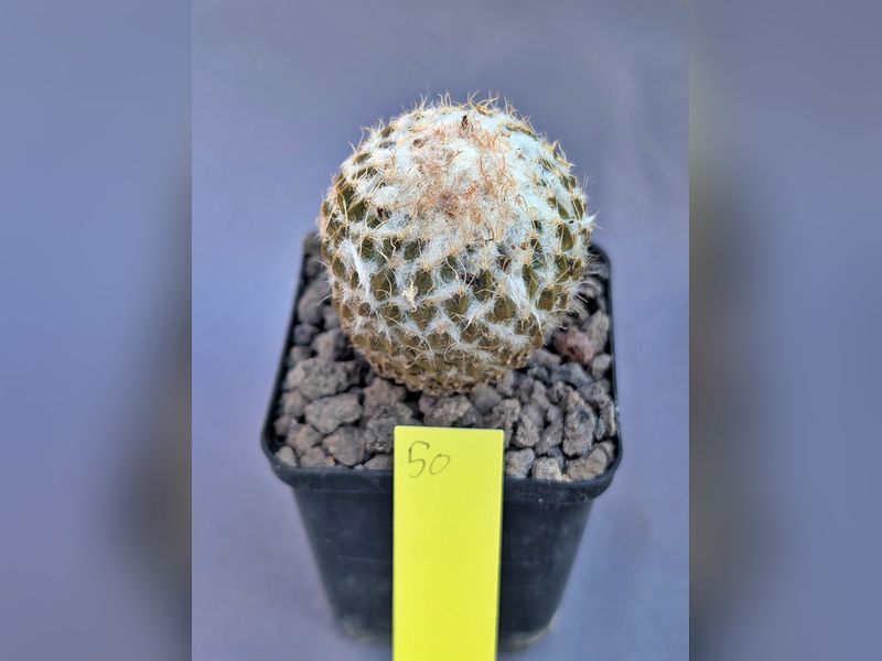 Pelecyphora strobiliformis