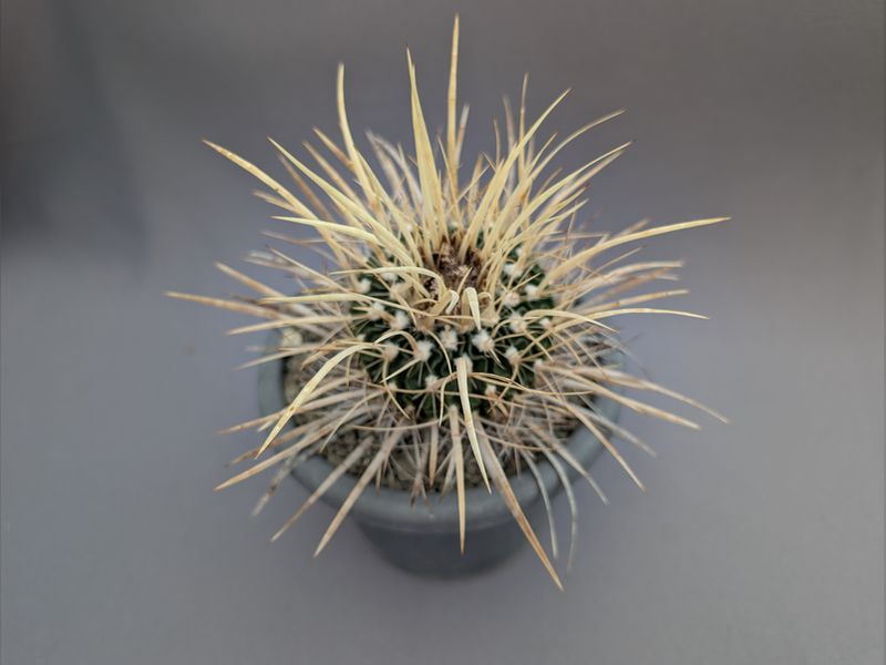 Stenocactus spec.