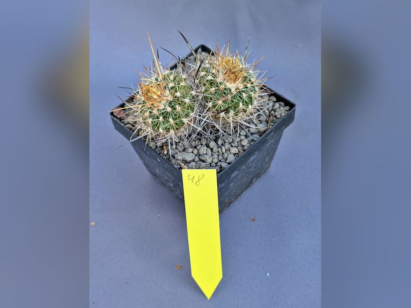 Stenocactus spec.