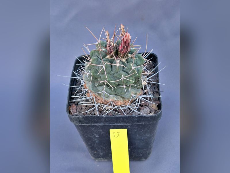 Thelocactus rinconensis